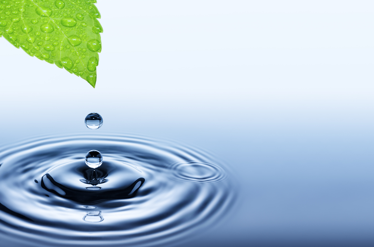 Leaf-photo-2
